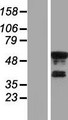 KLF8 Protein - Western validation with an anti-DDK antibody * L: Control HEK293 lysate R: Over-expression lysate