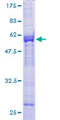 KLHDC3 Protein - 12.5% SDS-PAGE of human KLHDC3 stained with Coomassie Blue