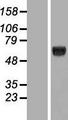 KLHDC4 Protein - Western validation with an anti-DDK antibody * L: Control HEK293 lysate R: Over-expression lysate