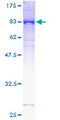 KLHDC4 Protein - 12.5% SDS-PAGE of human KLHDC4 stained with Coomassie Blue