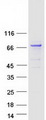 KLHL17 Protein - Purified recombinant protein KLHL17 was analyzed by SDS-PAGE gel and Coomassie Blue Staining