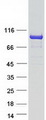 KLHL29 Protein - Purified recombinant protein KLHL29 was analyzed by SDS-PAGE gel and Coomassie Blue Staining