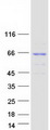 KLHL30 Protein - Purified recombinant protein KLHL30 was analyzed by SDS-PAGE gel and Coomassie Blue Staining
