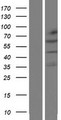 KLHL32 Protein - Western validation with an anti-DDK antibody * L: Control HEK293 lysate R: Over-expression lysate