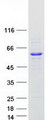 KLHL42 / KLHDC5 Protein - Purified recombinant protein KLHL42 was analyzed by SDS-PAGE gel and Coomassie Blue Staining