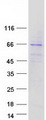 KLHL6 Protein - Purified recombinant protein KLHL6 was analyzed by SDS-PAGE gel and Coomassie Blue Staining