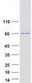 KLHL8 Protein - Purified recombinant protein KLHL8 was analyzed by SDS-PAGE gel and Coomassie Blue Staining