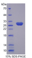 KLK4 / Kallikrein 4 Protein - Recombinant Kallikrein 4 By SDS-PAGE