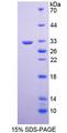 KLK9 / Kallikrein 9 Protein - Recombinant  Kallikrein 9 By SDS-PAGE