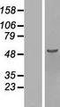 KNOP1 / C16orf88 Protein - Western validation with an anti-DDK antibody * L: Control HEK293 lysate R: Over-expression lysate