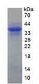 KRT10 / CK10 / Cytokeratin 10 Protein - Recombinant Keratin 10 By SDS-PAGE