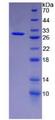 KRT18 / CK18 / Cytokeratin 18 Protein - Recombinant Keratin 18 By SDS-PAGE