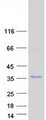 KRTAP27-1 Protein - Purified recombinant protein KRTAP27-1 was analyzed by SDS-PAGE gel and Coomassie Blue Staining