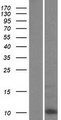 KRTAP6-2 Protein - Western validation with an anti-DDK antibody * L: Control HEK293 lysate R: Over-expression lysate