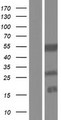 KRTCAP3 Protein - Western validation with an anti-DDK antibody * L: Control HEK293 lysate R: Over-expression lysate