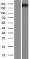 KTN1 / Kinectin Protein - Western validation with an anti-DDK antibody * L: Control HEK293 lysate R: Over-expression lysate