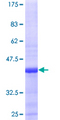 L35A / RPL35A Protein - 12.5% SDS-PAGE of human RPL35A stained with Coomassie Blue