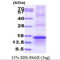 L35A / RPL35A Protein