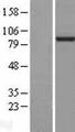 L3MBTL3 Protein - Western validation with an anti-DDK antibody * L: Control HEK293 lysate R: Over-expression lysate