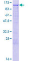 L3MBTL3 Protein - 12.5% SDS-PAGE of human L3MBTL3 stained with Coomassie Blue