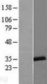 LACTB2 Protein - Western validation with an anti-DDK antibody * L: Control HEK293 lysate R: Over-expression lysate