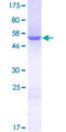 LACTB2 Protein - 12.5% SDS-PAGE of human LACTB2 stained with Coomassie Blue