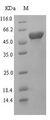 LAMA5 / Laminin Alpha 5 Protein - (Tris-Glycine gel) Discontinuous SDS-PAGE (reduced) with 5% enrichment gel and 15% separation gel.