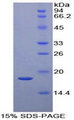 LAMTOR3 / MP1 Protein - Recombinant Mitogen Activated Protein Kinase Scaffold Protein 1 By SDS-PAGE