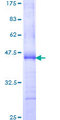 LBC / AKAP13 Protein - 12.5% SDS-PAGE Stained with Coomassie Blue.