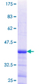 LBX2 Protein - 12.5% SDS-PAGE Stained with Coomassie Blue.
