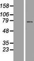 LCA3 / SPATA7 Protein - Western validation with an anti-DDK antibody * L: Control HEK293 lysate R: Over-expression lysate