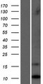 LCE1C Protein - Western validation with an anti-DDK antibody * L: Control HEK293 lysate R: Over-expression lysate