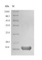 LCE3A Protein - (Tris-Glycine gel) Discontinuous SDS-PAGE (reduced) with 5% enrichment gel and 15% separation gel.