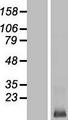 LCE3E Protein - Western validation with an anti-DDK antibody * L: Control HEK293 lysate R: Over-expression lysate