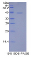 LCN15 Protein - Recombinant Lipocalin 15 By SDS-PAGE