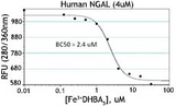 LCN2 / Lipocalin 2 / NGAL Protein - Binding activity of hNGAL