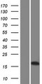 LCNL1 Protein - Western validation with an anti-DDK antibody * L: Control HEK293 lysate R: Over-expression lysate