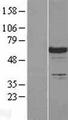 LCP2 / SLP-76 Protein - Western validation with an anti-DDK antibody * L: Control HEK293 lysate R: Over-expression lysate
