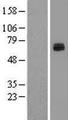 LCTL Protein - Western validation with an anti-DDK antibody * L: Control HEK293 lysate R: Over-expression lysate