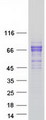 LCTL Protein - Purified recombinant protein LCTL was analyzed by SDS-PAGE gel and Coomassie Blue Staining