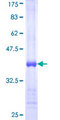 LDHAL6B Protein - 12.5% SDS-PAGE Stained with Coomassie Blue.
