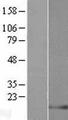 LELP1 Protein - Western validation with an anti-DDK antibody * L: Control HEK293 lysate R: Over-expression lysate