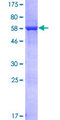 LENG1 Protein - 12.5% SDS-PAGE of human LENG1 stained with Coomassie Blue