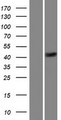 LETM2 Protein - Western validation with an anti-DDK antibody * L: Control HEK293 lysate R: Over-expression lysate
