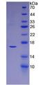 LGALS1 / Galectin 1 Protein - Recombinant Galectin 1 By SDS-PAGE