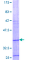 LGALS14 / CLC2 Protein - 12.5% SDS-PAGE Stained with Coomassie Blue.