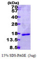 LGALS14 / CLC2 Protein