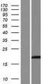 LGALS16 Protein - Western validation with an anti-DDK antibody * L: Control HEK293 lysate R: Over-expression lysate
