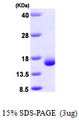 LGALS2 / Galectin 2 Protein