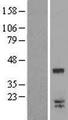 LGALS9C Protein - Western validation with an anti-DDK antibody * L: Control HEK293 lysate R: Over-expression lysate